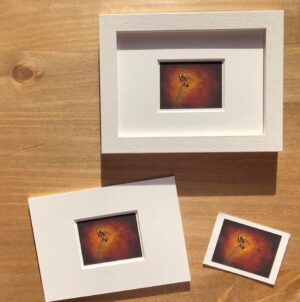 Bee Miniture ACEO Print