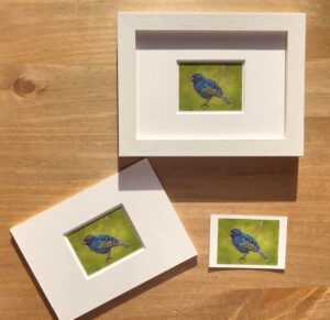 Male Indigo Bunting Miniture ACEO Print